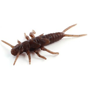 Stonefly 0.75" Chaos 012